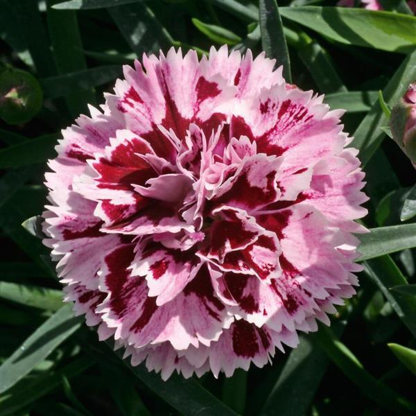 DiaDeur™ Velvet+White Dianthus - Bloom