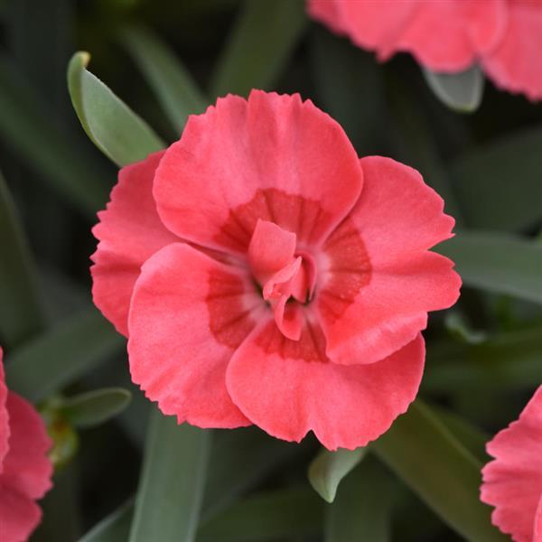 Dianthus EverLast™ Peach - Bloom