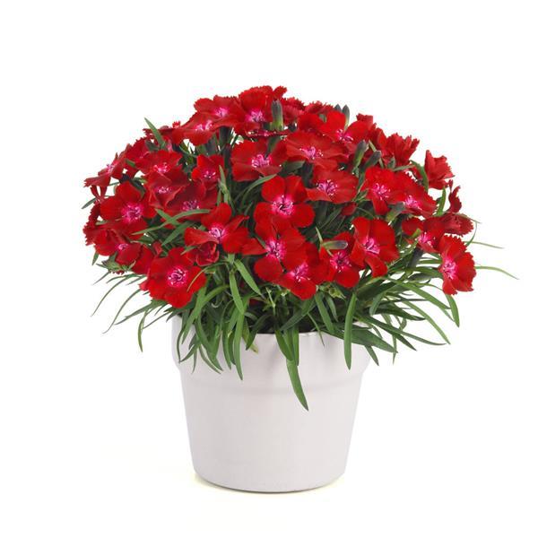 Dianthus EverLast™ Red Flash - Container