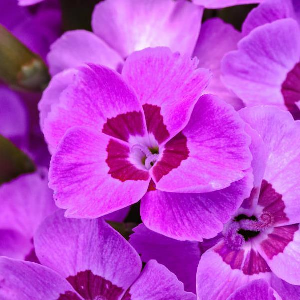 Dianthus EverLast™ Violet Blue - Bloom