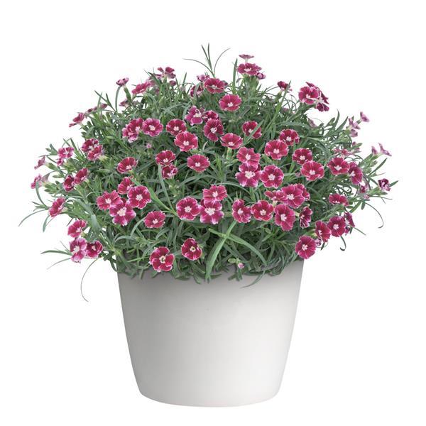 Dianthus EverLast™ Ruby Edge - Container