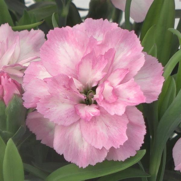 Oscar® Light Rose Dianthus - Bloom