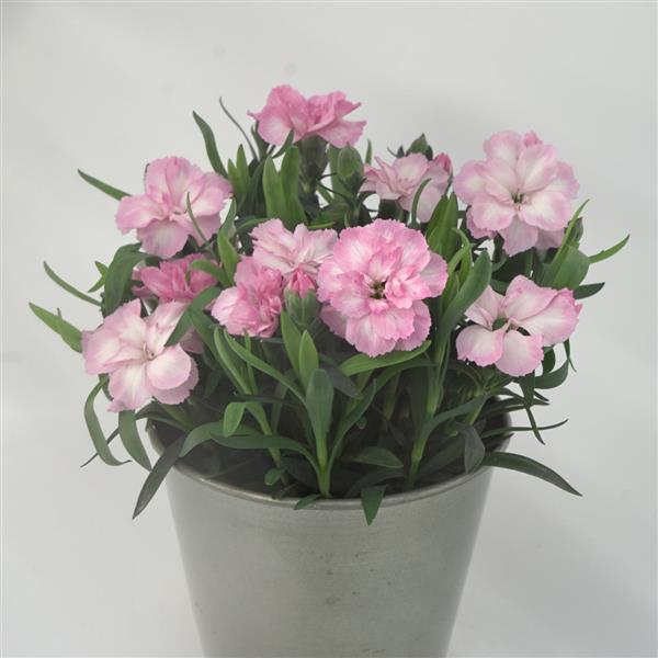 Oscar® Light Rose Dianthus - Container