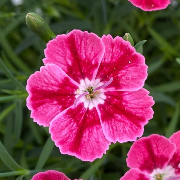 Dianthus Pashmina™ Magenta+White - Bloom