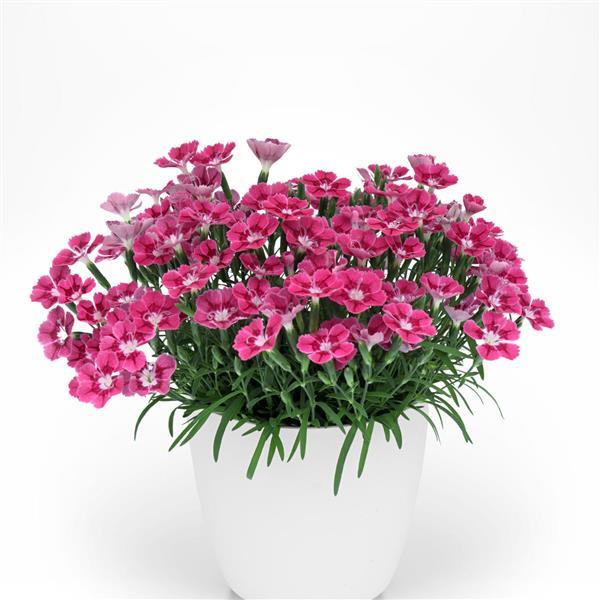 Dianthus Pashmina™ Magenta+White - Container