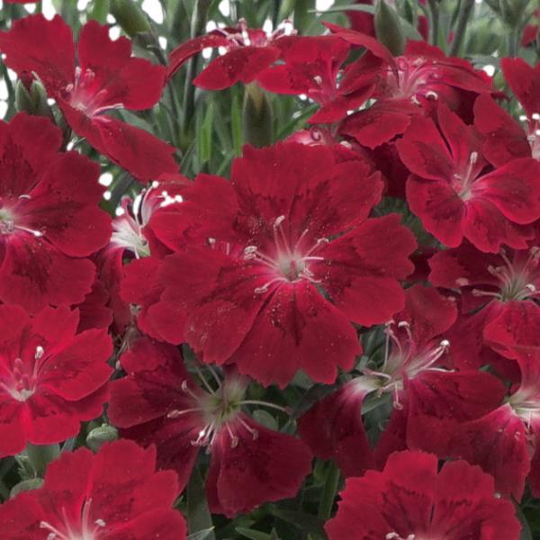 Dianthus Pashmina™ Berry Red - Bloom