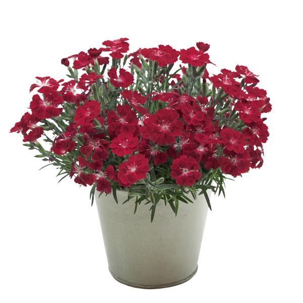 Dianthus Pashmina™ Berry Red - Container
