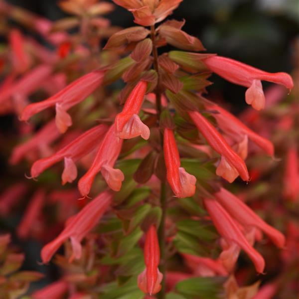 Skyscraper™ Orange Salvia - Bloom