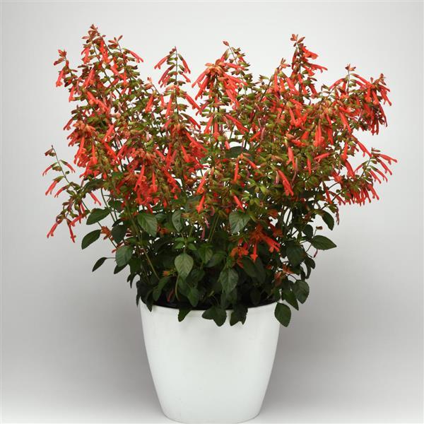 Skyscraper™ Orange Salvia - Container