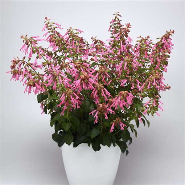 Skyscraper™ Pink Salvia - Container