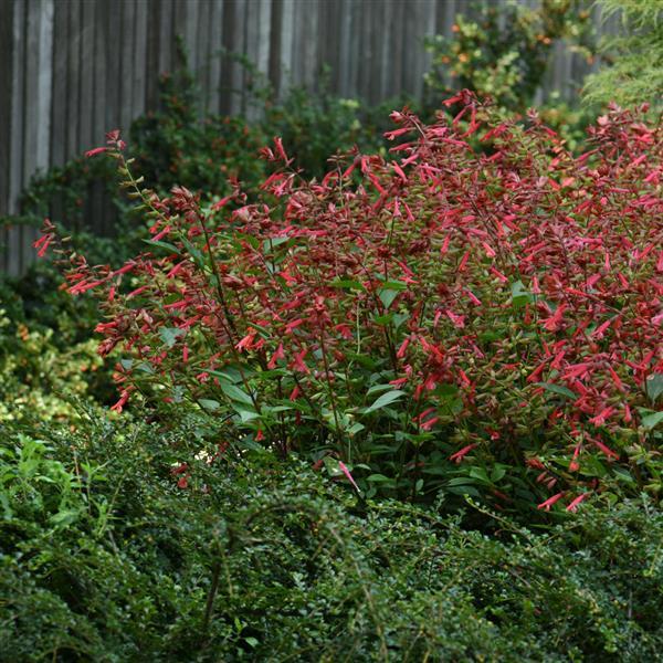 Skyscraper™ Pink Salvia - Landscape