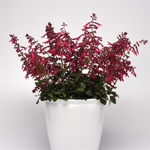 Skyscraper™ Dark Purple Salvia - Container