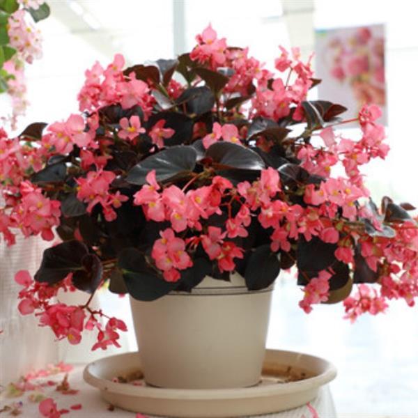 Whopper® Rose With Espresso Leaf Begonia - Container