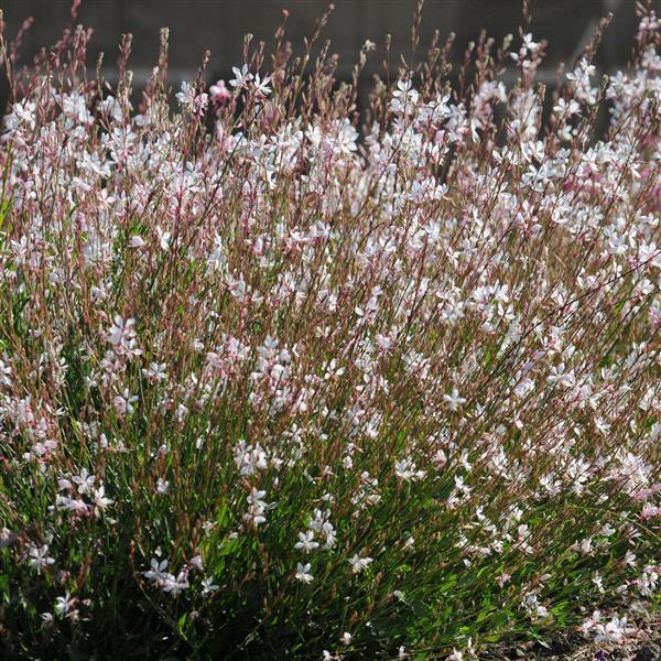 Gaura Sparkle White - Commercial Landscape 1