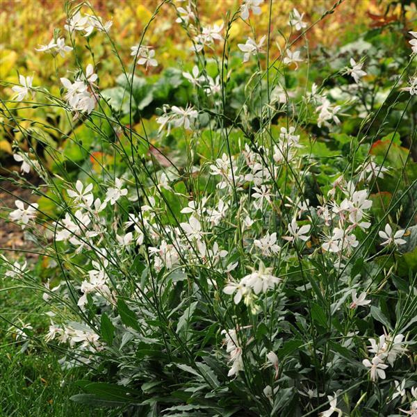 Gaura Sparkle White - Landscape