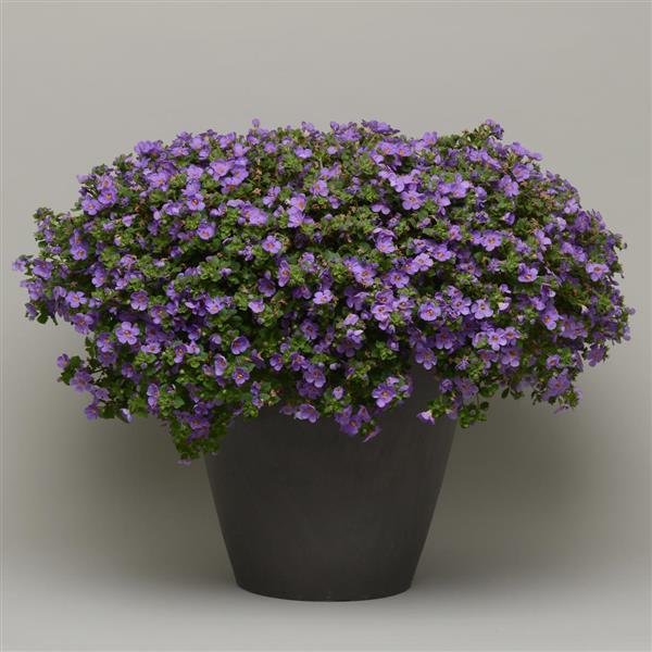 MegaCopa™ Blue Bacopa - Container