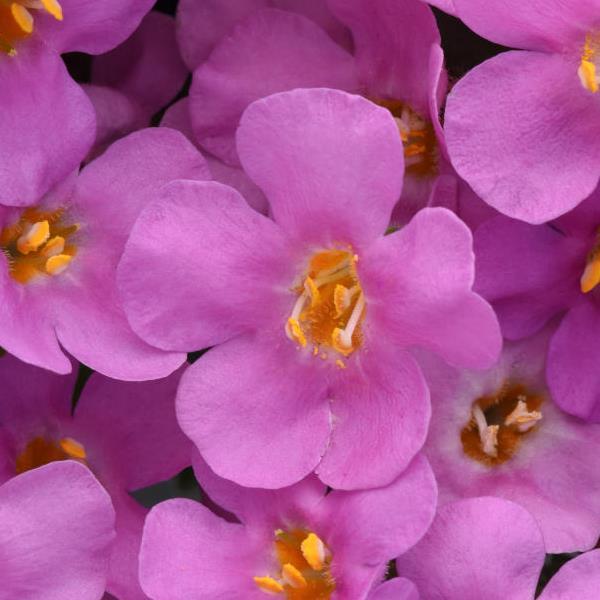 MegaCopa™ Pink Bacopa - Bloom