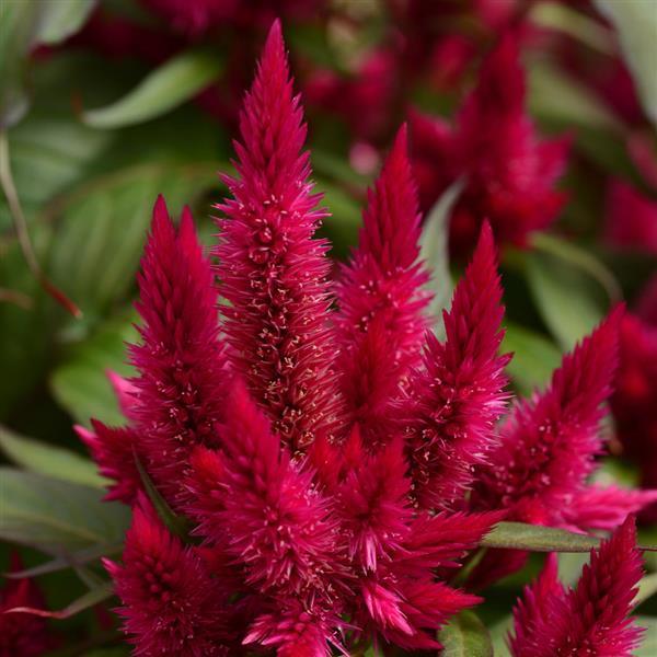 Intenz™ Lipstick Celosia - Bloom