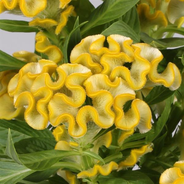 Twisted Yellow Celosia - Bloom