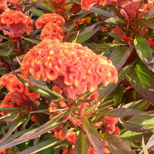 Twisted Orange Dark Leaf Celosia - Bloom