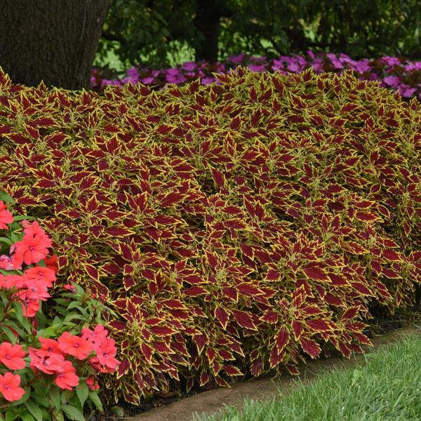 FlameThrower™ Serrano Coleus - Commercial Landscape 1