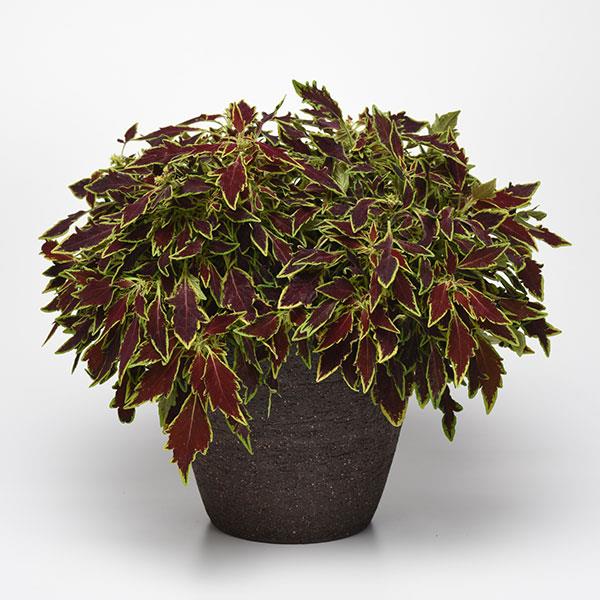 FlameThrower™ Serrano Coleus - Container