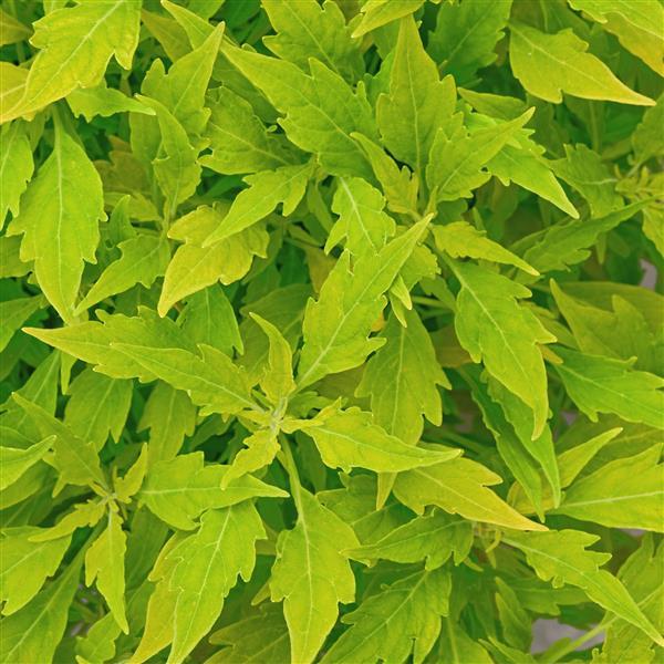 FlameThrower™ Salsa Verde Coleus - Bloom