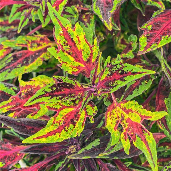 FlameThrower™ Chili Pepper Coleus - Bloom