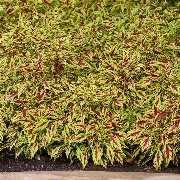 FlameThrower™ Chipotle Coleus - Landscape