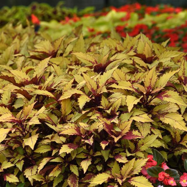 FlameThrower™ Spiced Curry Coleus - Commercial Landscape 2