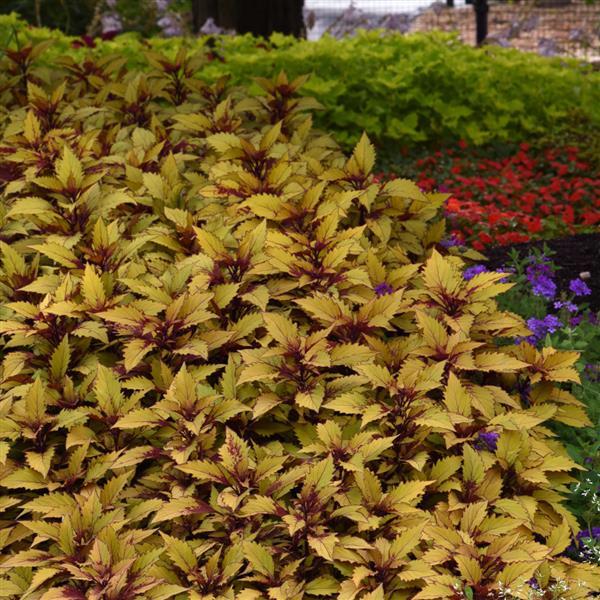 FlameThrower™ Spiced Curry Coleus - Landscape