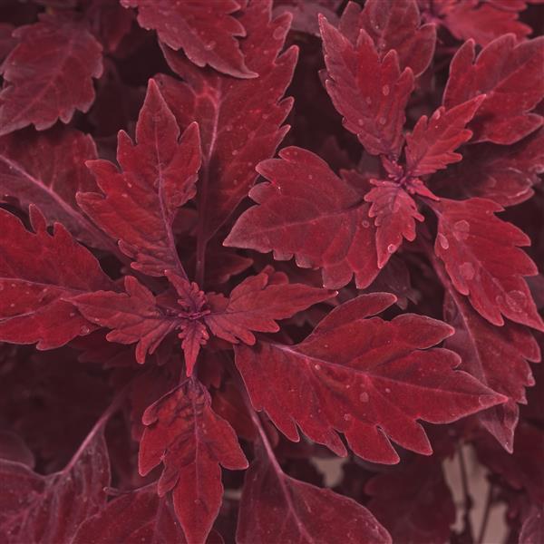 FlameThrower™ Salsa Roja Coleus - Bloom