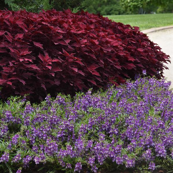FlameThrower™ Salsa Roja Coleus - Commercial Landscape 2