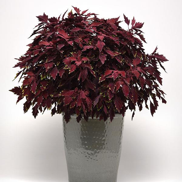FlameThrower™ Salsa Roja Coleus - Container