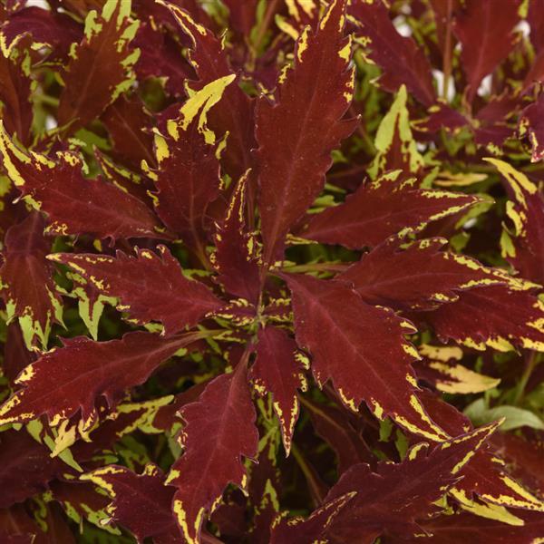FlameThrower™ Sriracha Coleus - Bloom
