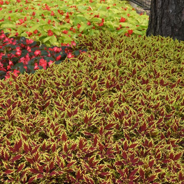 FlameThrower™ Sriracha Coleus - Landscape