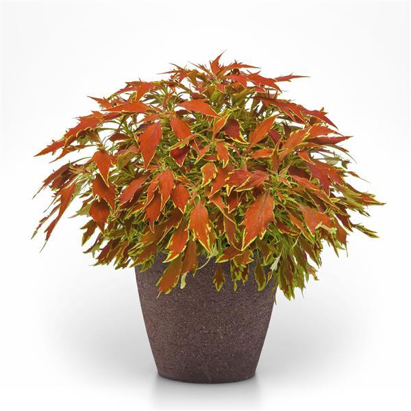 FlameThrower™ Cajun Spice Coleus - Container
