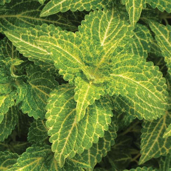 Electric Lime® Coleus - Bloom