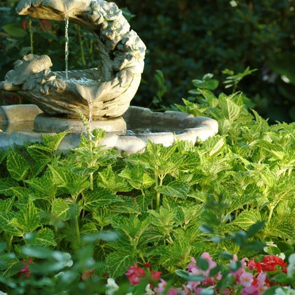 Electric Lime® Coleus - Commercial Landscape 1