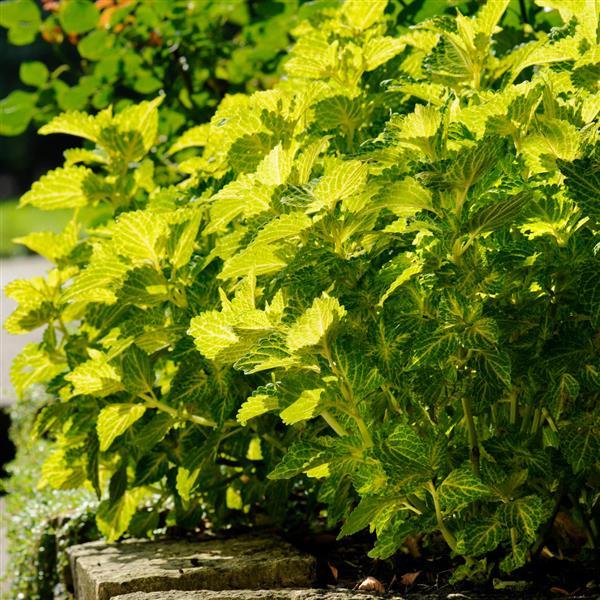 Electric Lime® Coleus - Landscape