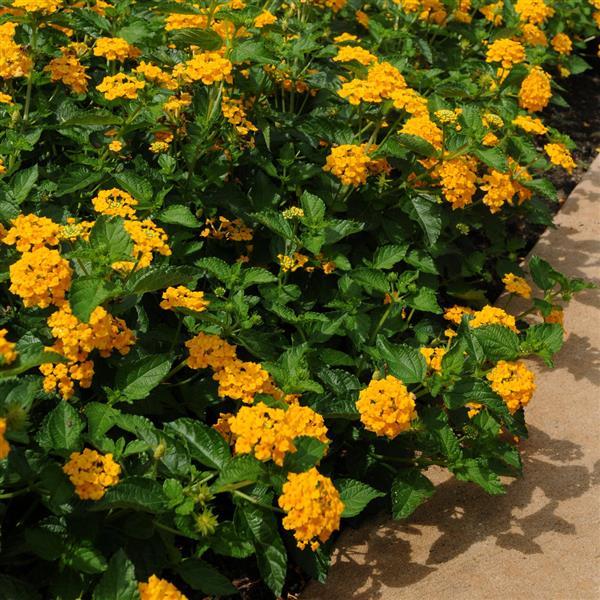Landmark™ Gold Lantana - Commercial Landscape 1