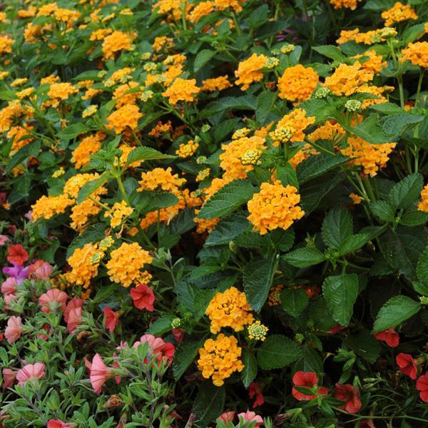 Landmark™ Gold Lantana - Commercial Landscape 3
