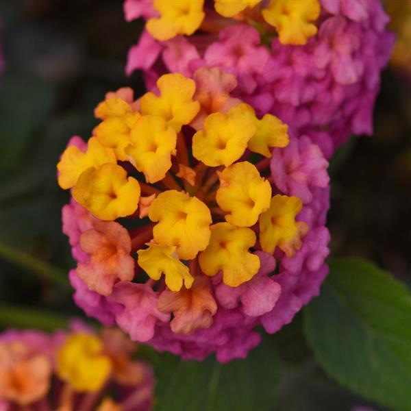 PassionFruit Lantana - Bloom
