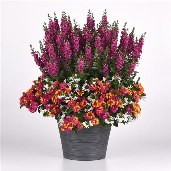 PassionFruit Lantana - Bouquet, Designed Arrangemen