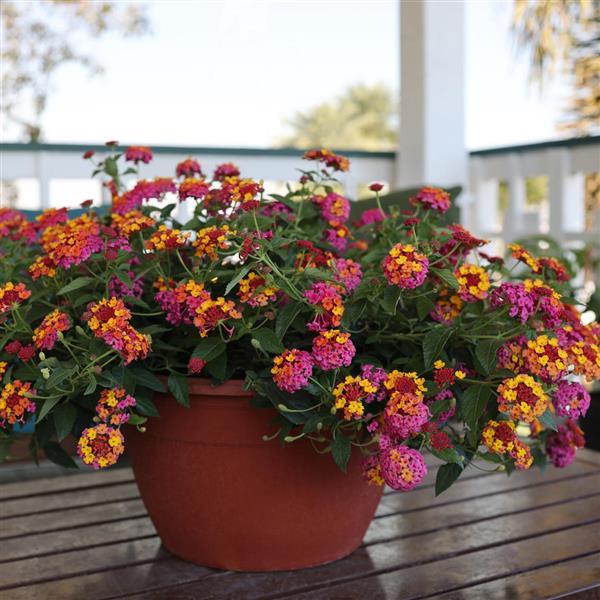 PassionFruit Lantana - Garden