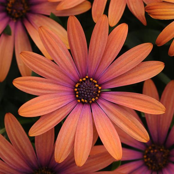 Serenity™ Bronze Osteospermum - Bloom