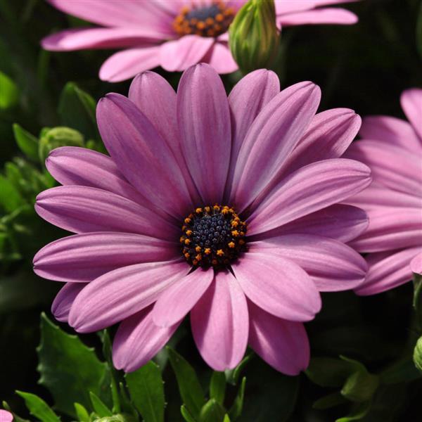 Serenity™ Pink Osteospermum - Bloom