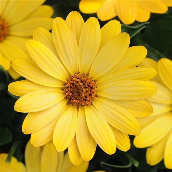 Serenity™ Deep Yellow Osteospermum - Bloom