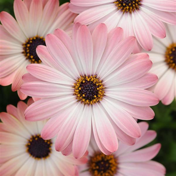Serenity™ Pink Magic Osteospermum - Bloom
