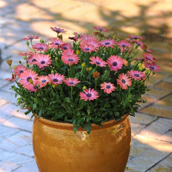 Serenity™ Rose Magic Osteospermum - Container